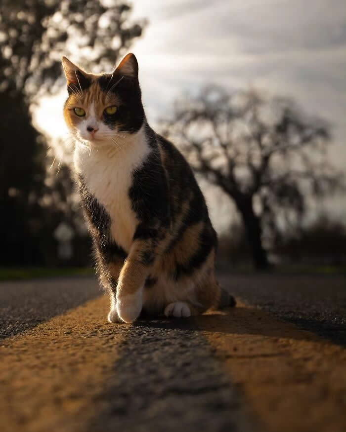 Calico cat sitting on a road at sunset, glowing in warm golden-hour light with dramatic shadows and a softly blurred natural background.