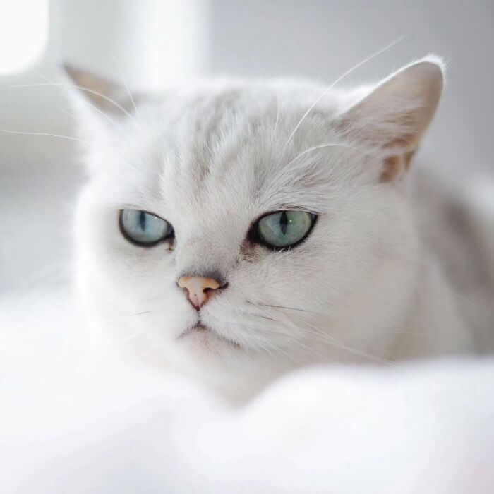 Close-up portrait of a white cat with blue-green eyes, captured in soft natural light with a clean white background, highlighting its elegant features and serene expression.
