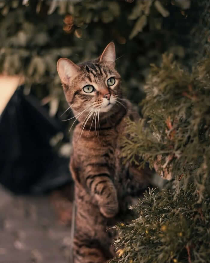 Tabby cat with green eyes exploring near evergreen shrubs, captured in warm natural light with a shallow depth of field and a curious expression.