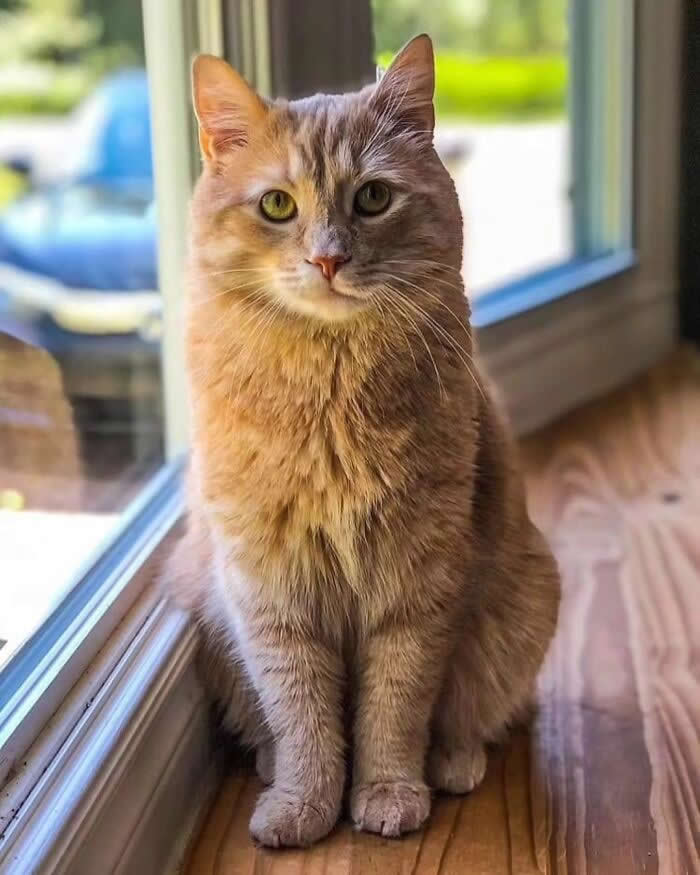 Orange tabby cat sitting by a window in natural sunlight, looking at the camera with green eyes and a calm expression in a cozy indoor setting.