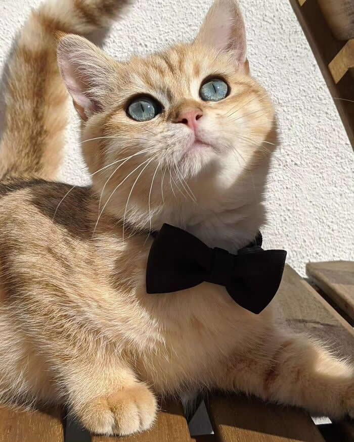 Golden cat with bright blue eyes wearing a black bow tie, resting on a wooden bench in sunlight and looking upward with a sophisticated appearance.
