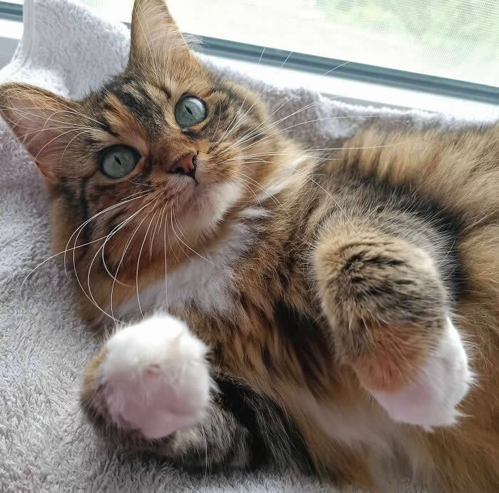 Fluffy tabby cat relaxing on a soft blanket by a window, showing its paws and looking at the camera with bright blue-green eyes in natural light.