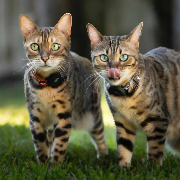 Two Bengal cats standing together on green grass, showing their spotted coats and bright green eyes, with one cat licking its nose in a playful outdoor portrait.