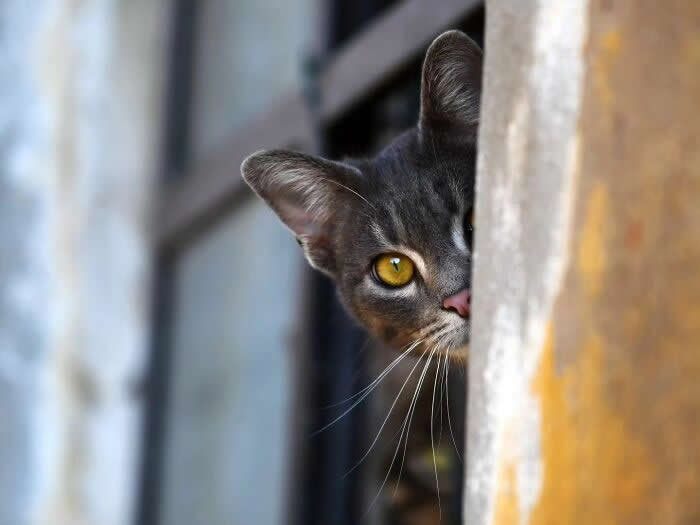 Gray cat peeking from behind a wall with one golden eye visible, creating a playful and mysterious portrait of feline curiosity.