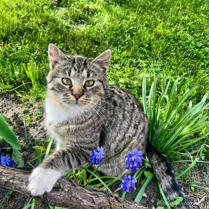 Tabby cat sitting in a garden among purple flowers and green grass, posing with one white paw resting on a branch in bright spring sunlight.