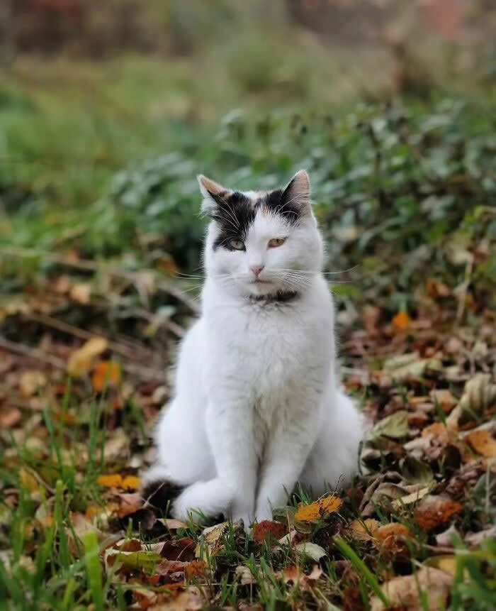 White cat with black patches sitting in a field of fallen autumn leaves, surrounded by grass and soft natural colors, creating a peaceful seasonal portrait.