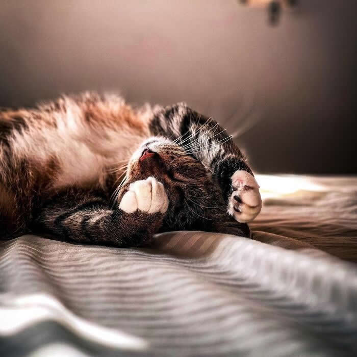 Sleeping tabby cat relaxing on a sunlit bed, covering its face with its paws while resting peacefully in a warm and cozy bedroom.