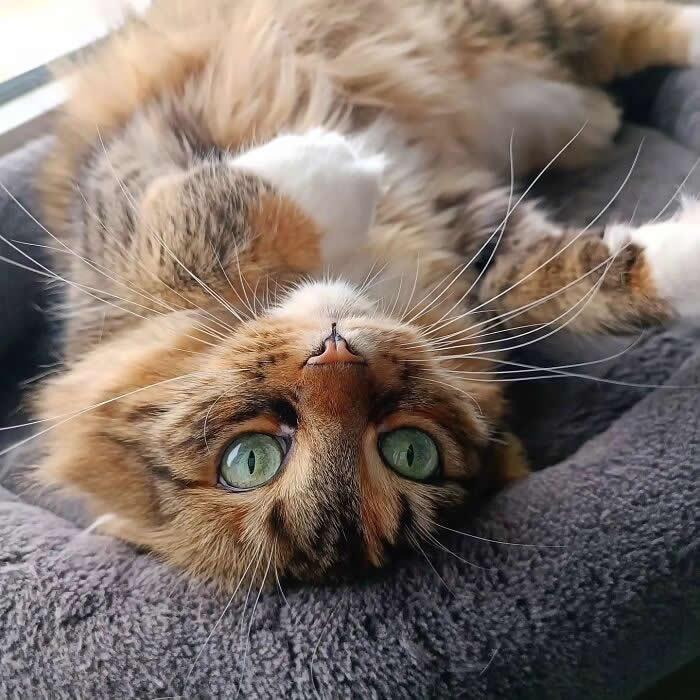 Fluffy tabby cat with green eyes resting upside down in a cozy gray pet bed, looking at the camera with an adorable and relaxed expression.