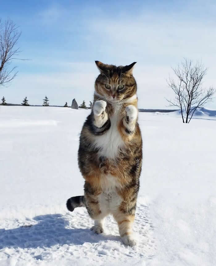 Calico cat standing on its hind legs in deep snow with paws raised playfully, captured in a winter landscape under a clear blue sky.
