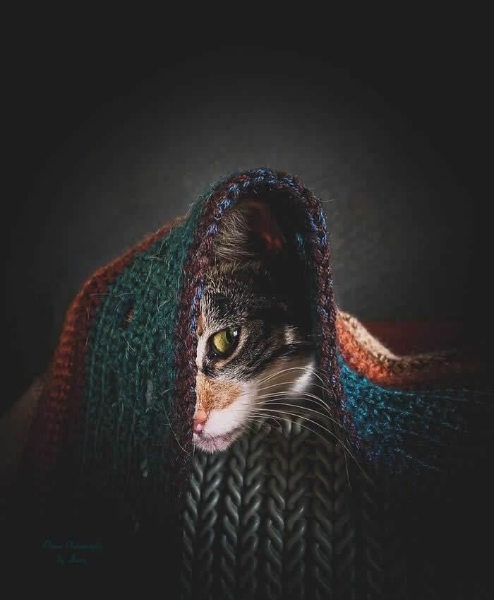 Tabby cat partially hidden under a knitted blanket, peering from the shadows with one green eye visible in a dramatic low-light portrait.