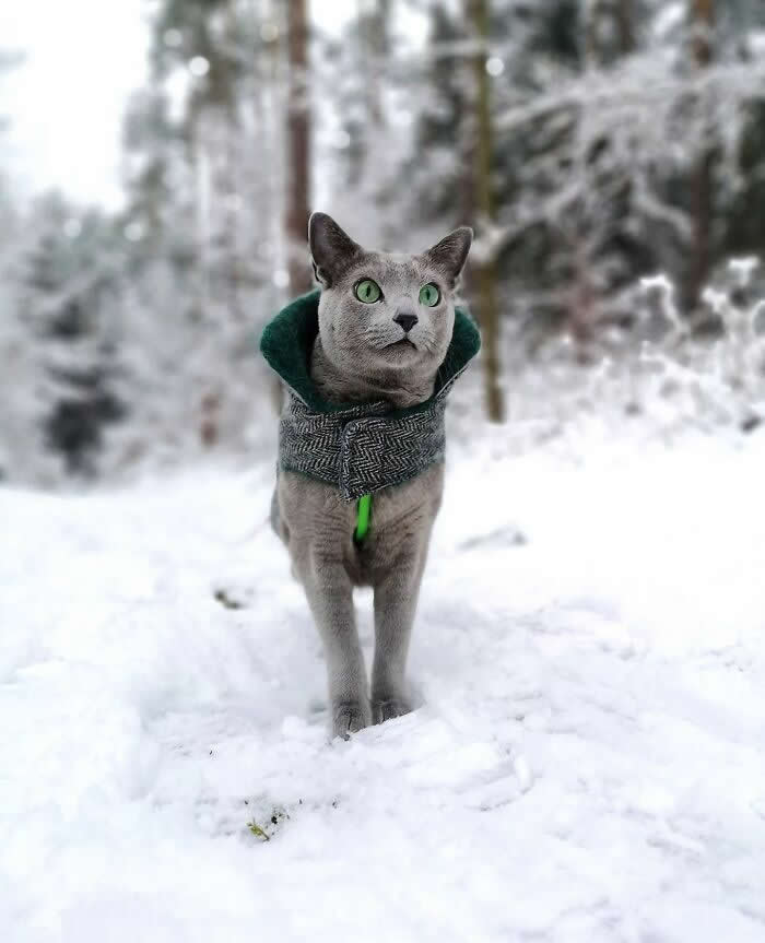 Gray cat with green eyes wearing a hooded winter jacket, walking through deep snow in a snowy forest surrounded by frost-covered trees.