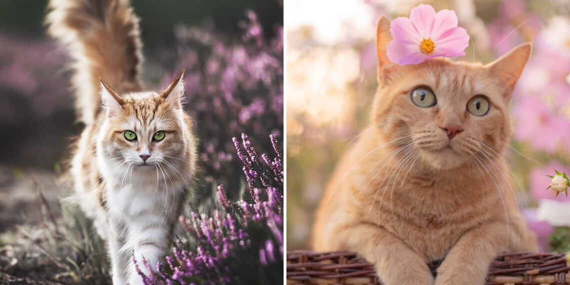 Majestic Cat Photos That Look Straight Out of a Fairytale