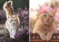 Majestic Cat Photos That Look Straight Out of a Fairytale