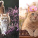 Majestic Cat Photos That Look Straight Out of a Fairytale