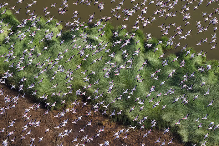 The Geometry of the Wild: Spectacular Conservation Photography by Jon McCormack 25 Conservation Photography by Jon McCormack