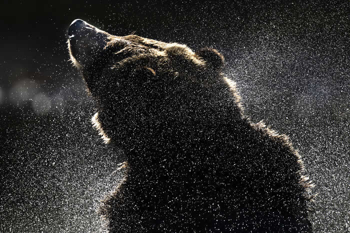 The Geometry of the Wild: Spectacular Conservation Photography by Jon McCormack 27 Conservation Photography by Jon McCormack
