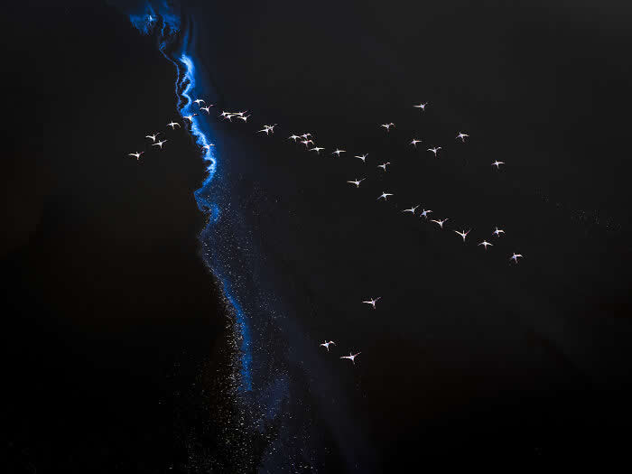 The Geometry of the Wild: Spectacular Conservation Photography by Jon McCormack 29 Conservation Photography by Jon McCormack