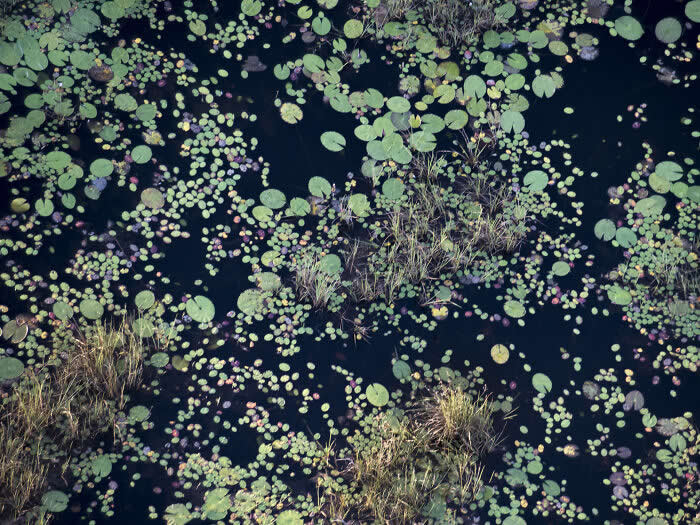 The Geometry of the Wild: Spectacular Conservation Photography by Jon McCormack 36 Conservation Photography by Jon McCormack