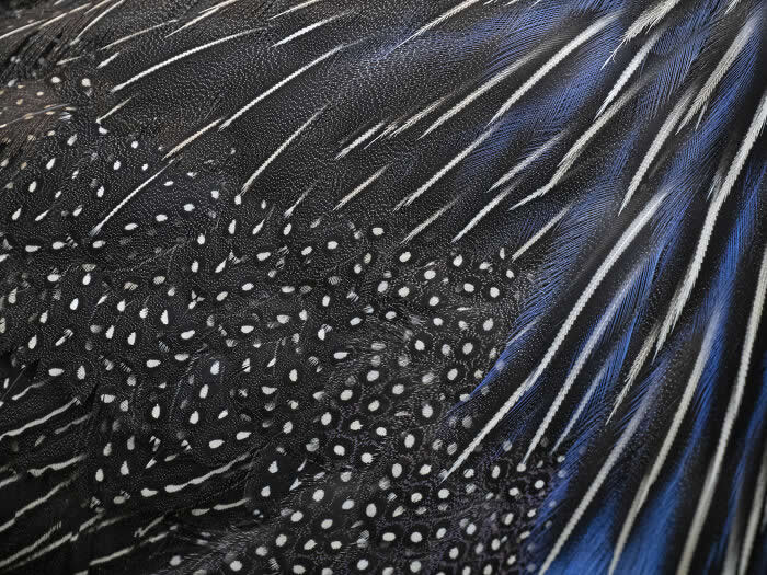 The Geometry of the Wild: Spectacular Conservation Photography by Jon McCormack 39 Conservation Photography by Jon McCormack
