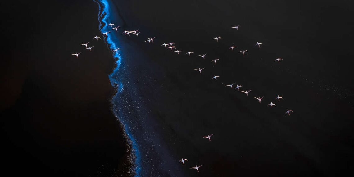 The Geometry of the Wild: Spectacular Conservation Photography by Jon McCormack 22 Spectacular Conservation Photography by Jon McCormack