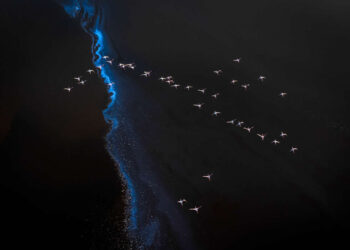 Spectacular Conservation Photography by Jon McCormack