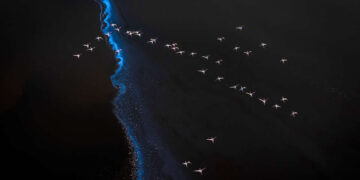 Spectacular Conservation Photography by Jon McCormack