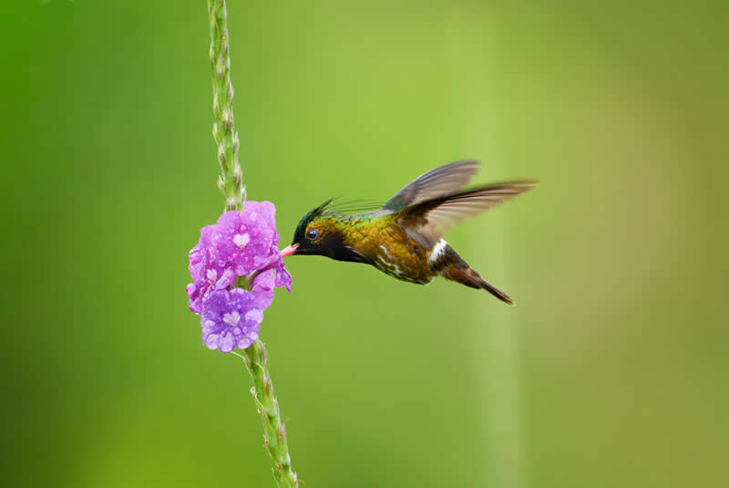 1st Place Winner: Black-crested Coquette by GeffBourke