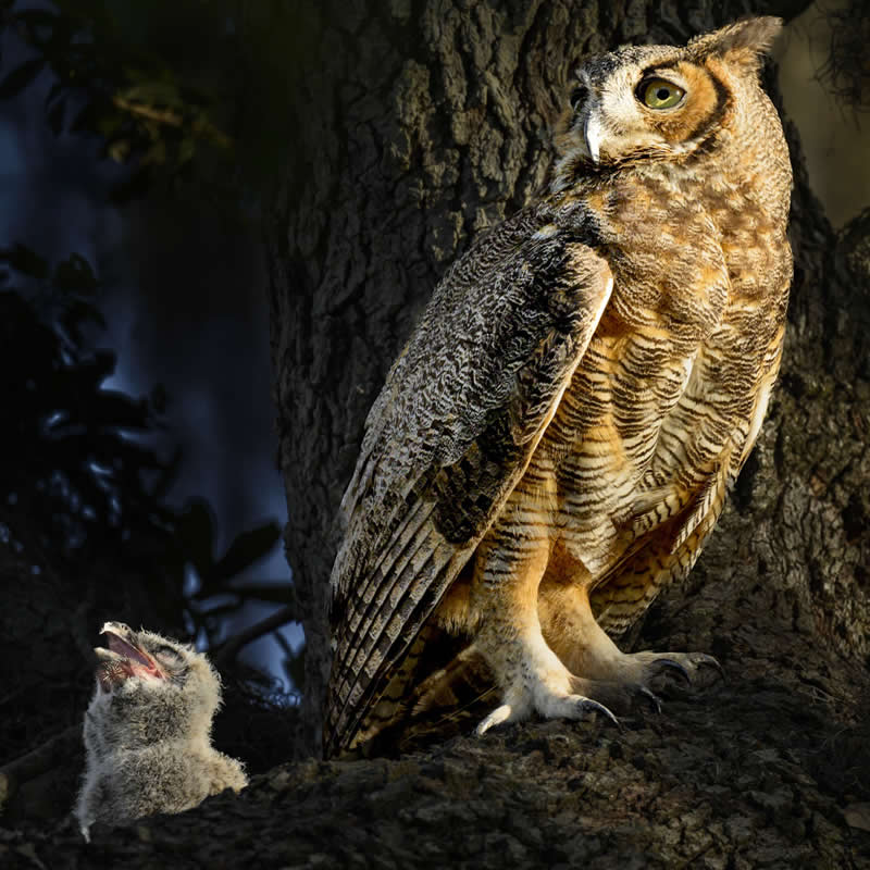 2nd Place: Mother and baby great horned owls by Kenny T