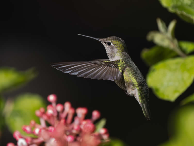 5th Place: Anna's Hummingbird by Paul 100A