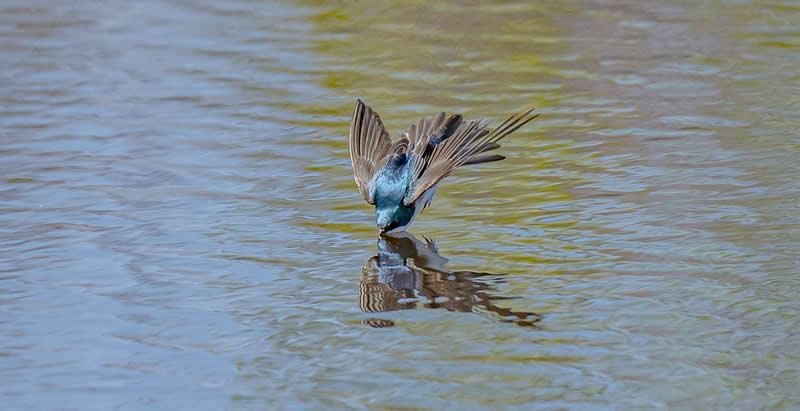 8th Place: Tree swallow by CheeYong