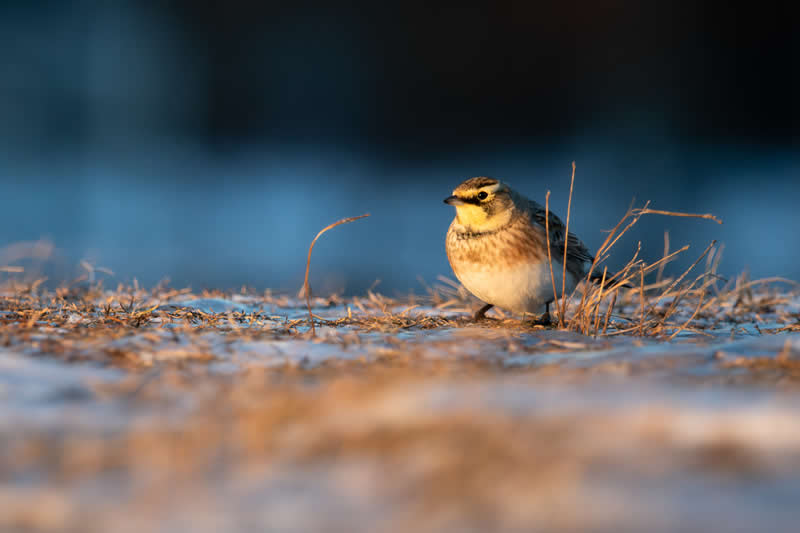 14th Place: Horned Lark at Golden Hour by BradVarnum