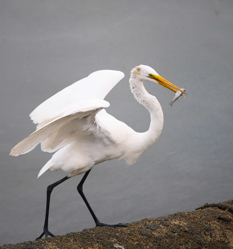 15th Place: A Heron and its prey by Alicia del Aguila
