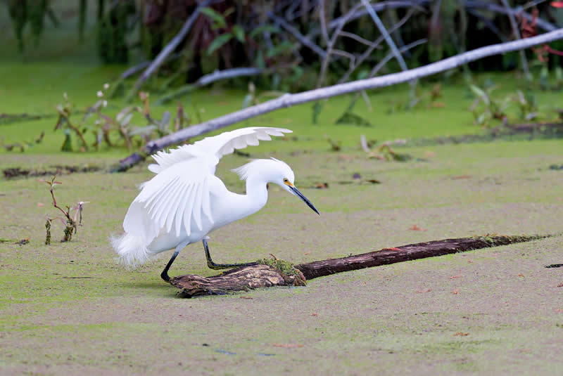 17th Place: Snowy Egret by Number 5