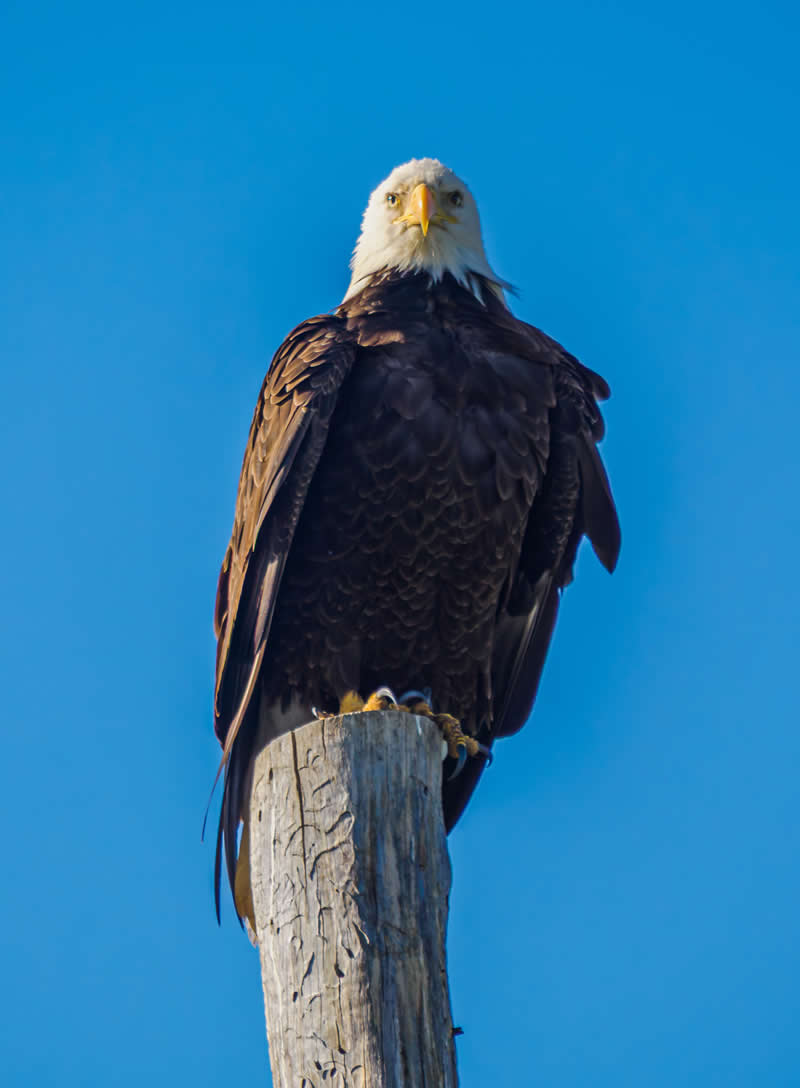 18th Place: Portrait of a Bald Eagle by Kalifornier