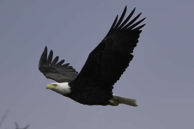 19th Place: Bald Eagle in flight by Kees77
