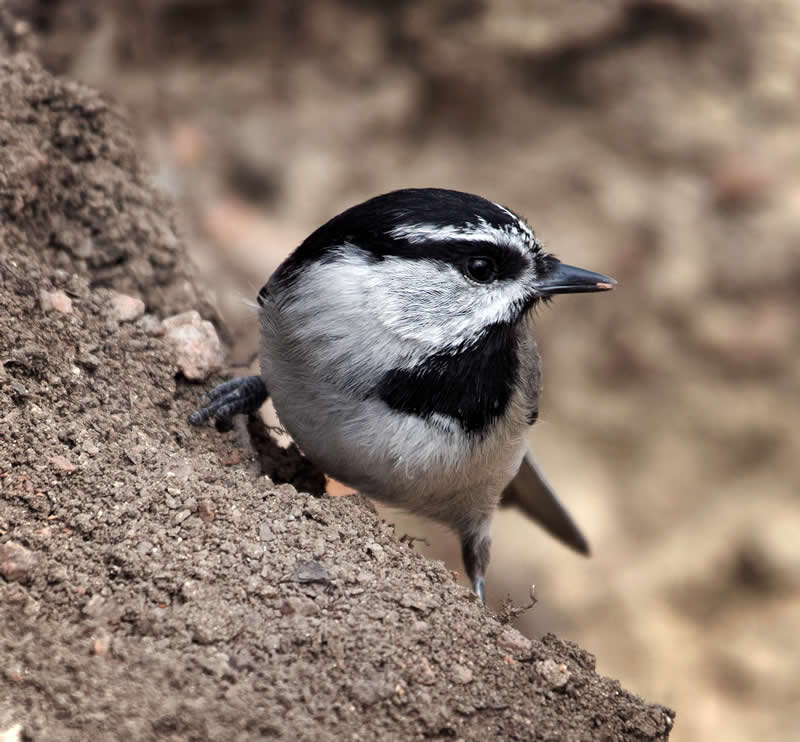 26th Place: Mountain Chickadee by Kcleeton