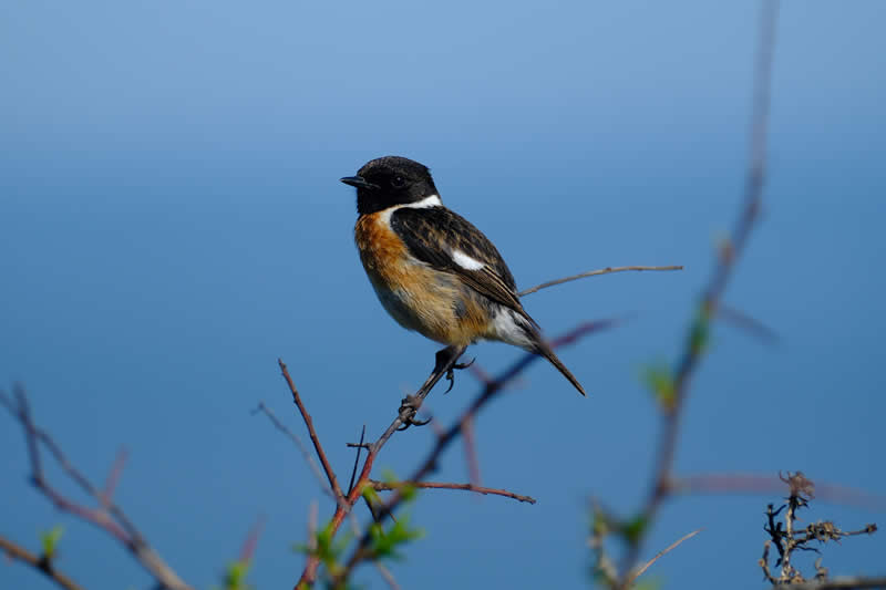27th Place: Stonechat by allenns