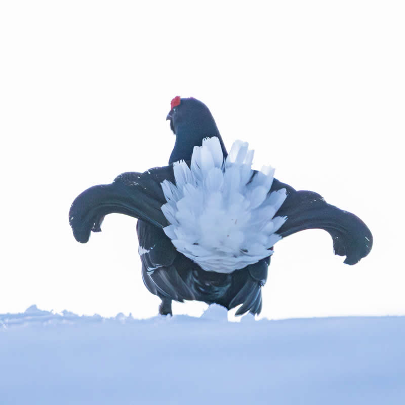 32nd Place: Black Grouse by Photoleondpp