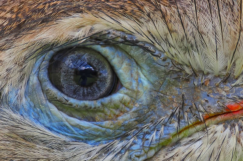 33rd Place: Seriema&rsquo;s Eye by Minas Eye