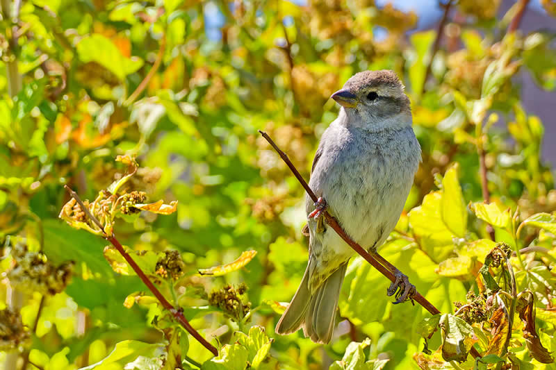 35th Place: Just a House Sparrow by kathiewilson