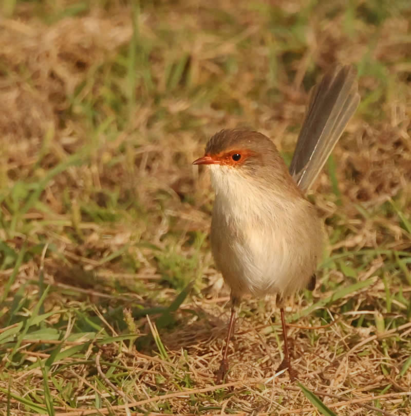 38th Place: Superb fairy-wren by Jill Hancock