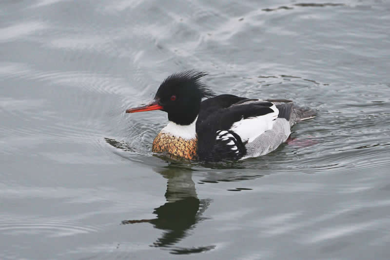 39th Place: Red-breasted Merganser by Joachim Wulfers