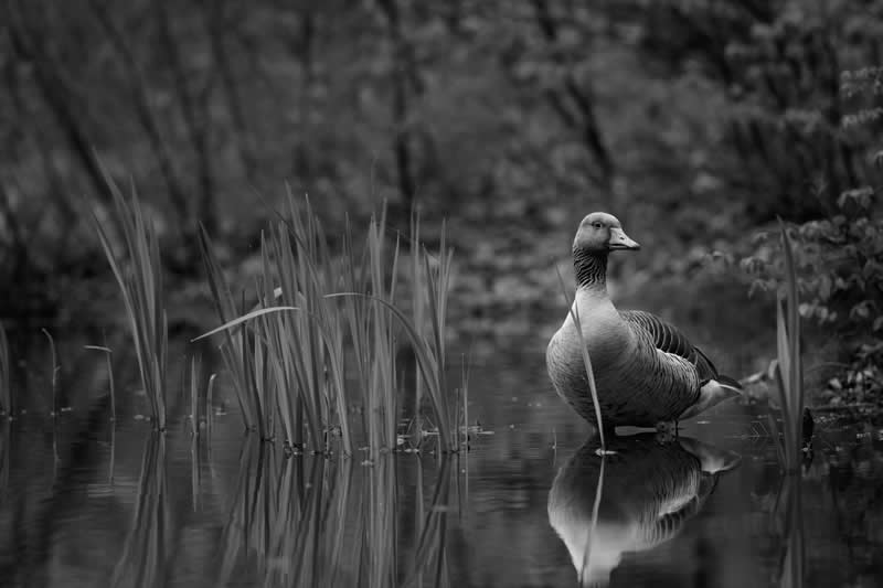 41st Place: Hattorfer Duck by Goobz