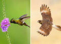 Award-Winning Bird Photos from DPReview 2026 Photo Challenge