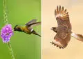 Award-Winning Bird Photos from DPReview 2026 Photo Challenge