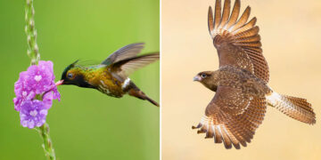 Award-Winning Bird Photos from DPReview 2026 Photo Challenge