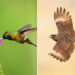 Winged Wonders: 44 Award-Winning Bird Photos from DPReview 2026 Photo Challenge 75 Award-Winning Bird Photos from DPReview 2026 Photo Challenge