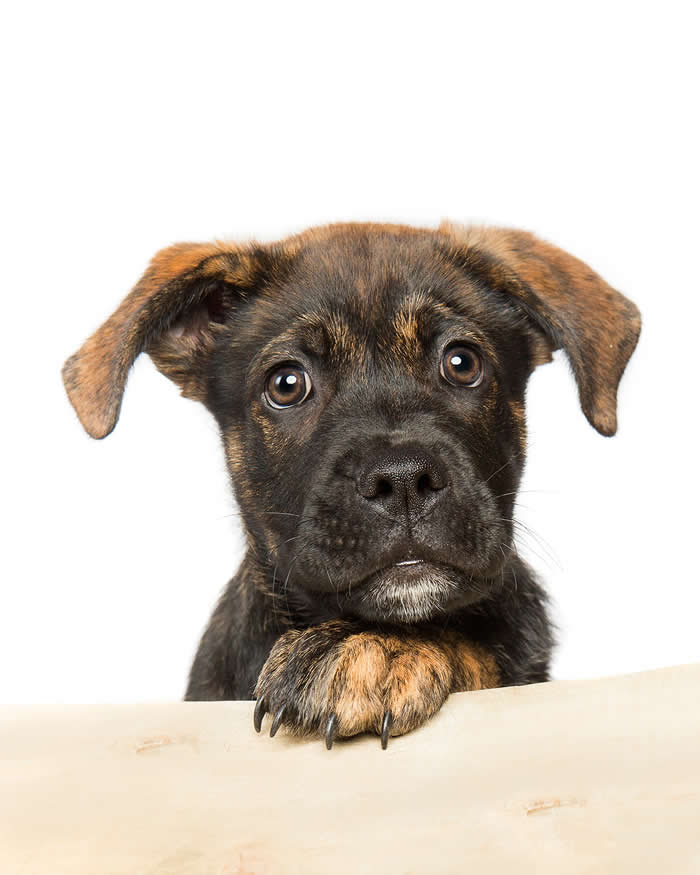 A young brindle puppy with soulful brown eyes rests one paw on a ledge, gazing directly at the camera with a curious and slightly pleading expression against a light gray background.