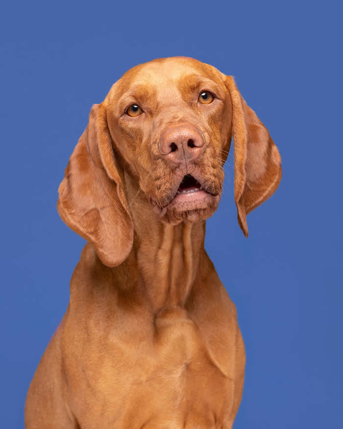 A golden-brown dog with long floppy ears tilts its head slightly while looking at the camera with a puzzled and inquisitive expression. The portrait is set against a solid blue background, highlighting the dog's expressive face and amber eyes.
