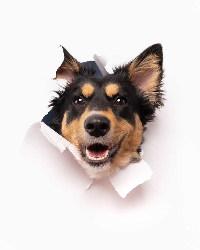 A cheerful black-and-tan dog pokes its head through a torn sheet of white paper, looking directly at the camera with bright eyes and an open-mouthed smile. The playful portrait highlights the dog's energetic and joyful expression against a clean white background.